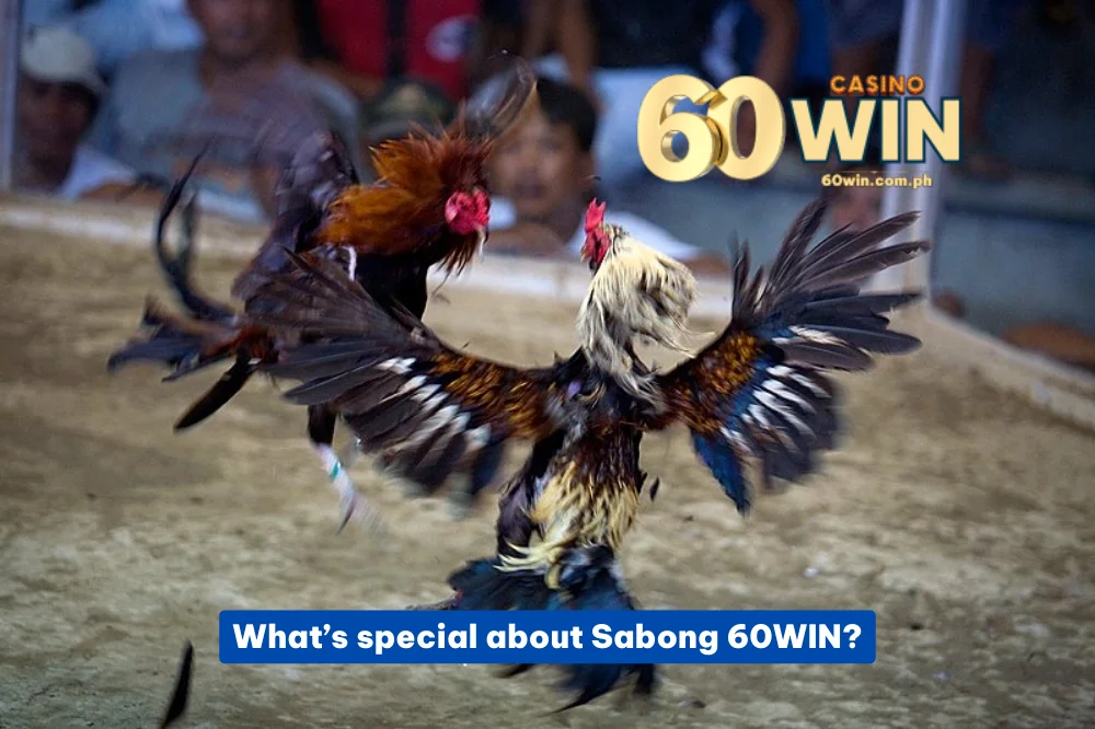 Special at sabong 60win